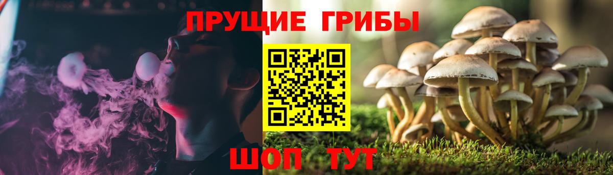 Галлюциногенные грибы Psilocybe Барабинск